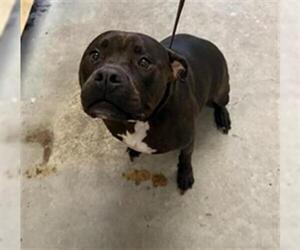 Mutt Dogs for adoption in Camarillo, CA, USA