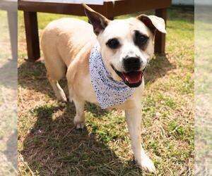 Boxer-Unknown Mix Dogs for adoption in San Antonio, TX, USA