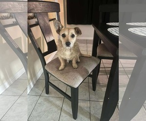 Jack Russell Terrier-Unknown Mix Dogs for adoption in Princeton, MN, USA