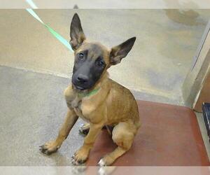 German Shepherd Dog-Unknown Mix Dogs for adoption in Sacramento, CA, USA