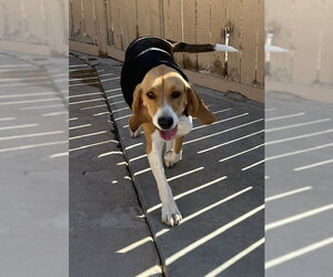 Beagle Dogs for adoption in Apple Valley, CA, USA