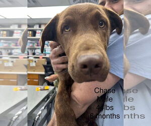 Labrador Retriever-Unknown Mix Dogs for adoption in Woodbury, NY, USA