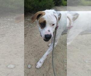 Bullboxer Pit Dogs for adoption in See Website, CA, USA