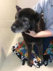 Siberian Husky Dogs for adoption in Durham, NC, USA