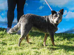 Australian Cattle Dog Dogs for adoption in Louisville, KY, USA