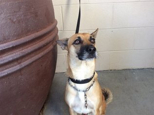Basenji Dogs for adoption in pomona, CA, USA