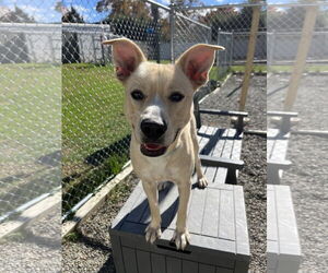 Mutt Dogs for adoption in Rockaway, NJ, USA