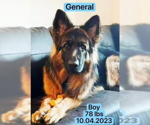 Mutt Dogs for adoption in West Hollywood, CA, USA