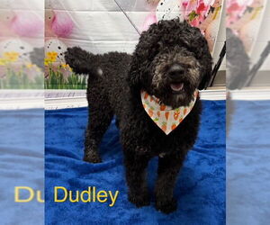 Bernedoodle Dogs for adoption in Cottageville, WV, USA