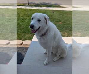 Great Pyrenees-Unknown Mix Dogs for adoption in Salt Lake City, UT, USA