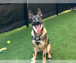 German Shepherd Dog Dogs for adoption in Orange, CA, USA