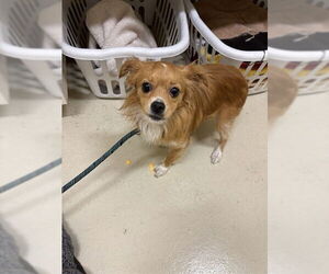 Chihuahua Dogs for adoption in Fremont, CA, USA