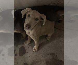 Doberman Pinscher-Weimaraner Mix Dogs for adoption in Stockton, CA, USA