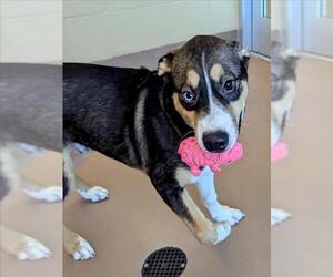 Huskies -Unknown Mix Dogs for adoption in Plano, TX, USA