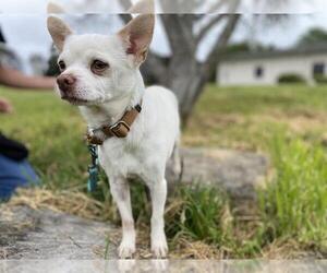 Chihuahua Dogs for adoption in McKinleyville, CA, USA