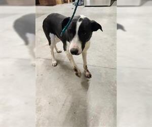 Border Collie-Unknown Mix Dogs for adoption in Temple, TX, USA