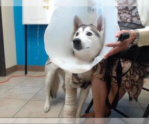 Siberian Husky Dogs for adoption in Houston, TX, USA