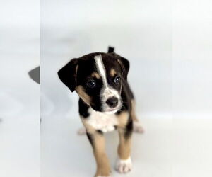 Chihuahua-Unknown Mix Dogs for adoption in OKLAHOMA CITY, OK, USA