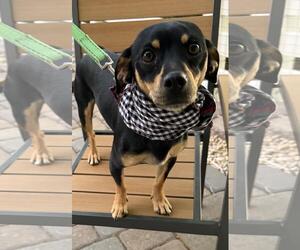 Chiweenie Dogs for adoption in Incline Village, NV, USA