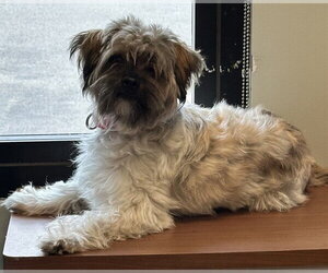 Shih Tzu-Unknown Mix Dogs for adoption in Dedham, MA, USA