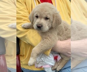 Medium Photo #2 Golden Retriever-Unknown Mix Puppy For Sale in Okolona, MS, USA