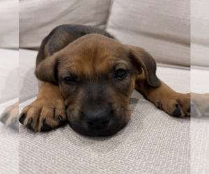 Mutt Dogs for adoption in Dana Point, CA, USA