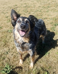 Australian Shepherd-Unknown Mix Dogs for adoption in Santa Rosa, CA, USA