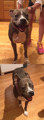 American Pit Bull Terrier Dogs for adoption in Chantilly, VA, USA