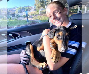 Doberman Pinscher-Labrador Retriever Mix Dogs for adoption in San Juan Capistrano, CA, USA