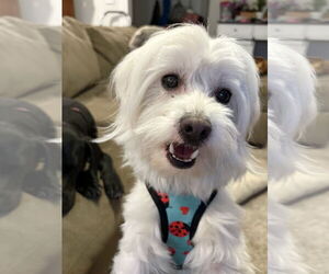 Maltese-Unknown Mix Dogs for adoption in Mount Pleasant, SC, USA