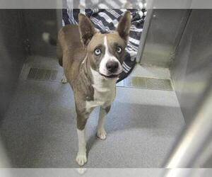 American Pit Bull Terrier-Unknown Mix Dogs for adoption in Orange, CA, USA