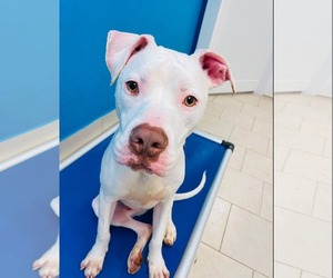 American Pit Bull Terrier-Unknown Mix Dogs for adoption in Oakhurst, NJ, USA