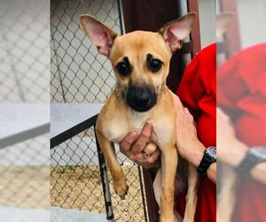 Chipin Dogs for adoption in Pleasanton, TX, USA
