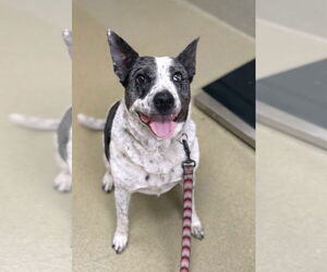 Mutt Dogs for adoption in Petaluma, CA, USA