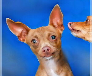 Chihuahua Dogs for adoption in Pasadena, CA, USA