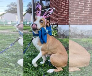 Boxador Dogs for adoption in Mechanicsburg, PA, USA