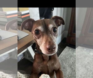 Chiweenie Dogs for adoption in Los Angeles, CA, USA