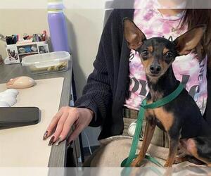 Chihuahua Dogs for adoption in Pasadena, CA, USA