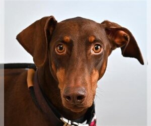Doberman Pinscher Dogs for adoption in Fort Collins, CO, USA