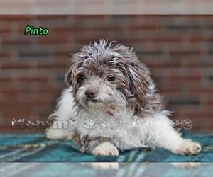 Havanese Dogs for adoption in Mt Carmel, PA, USA
