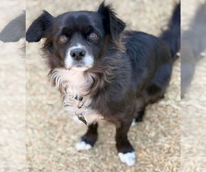 Chihuahua-Unknown Mix Dogs for adoption in Grafton, WI, USA