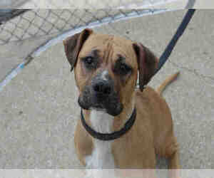 Boxer Dogs for adoption in Decatur, IL, USA