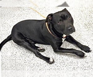 Mutt Dogs for adoption in Houston, TX, USA