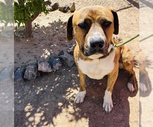 Small American Bandogge mastiff