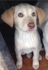 Sheprador Dogs for adoption in Leesville, SC, USA