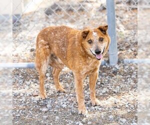 Australian Cattle Dog Dogs for adoption in Camarillo, CA, USA