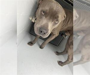 American Pit Bull Terrier-Unknown Mix Dogs for adoption in Houston, TX, USA