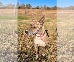 German Shepherd Dog-Unknown Mix Dogs for adoption in Pacolet, SC, USA