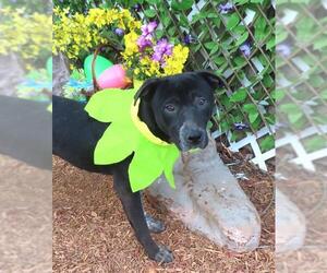 American Pit Bull Terrier-Unknown Mix Dogs for adoption in Oklahoma City, OK, USA
