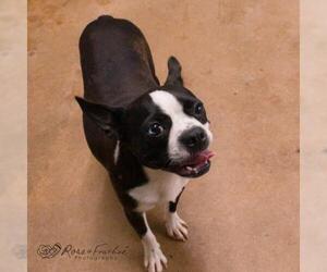 Boston Terrier Dogs for adoption in Shreveport, LA, USA